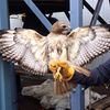 Watch A Beautiful Hawk Get Rescued From A Queens Power Plant